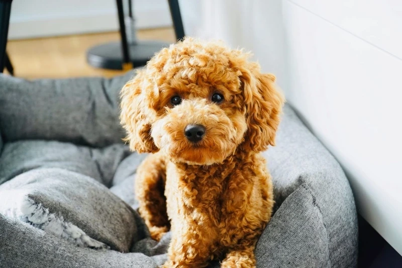 cho-poodle-001.png